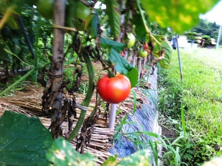 トマト畑 収穫 肥料 夏野菜