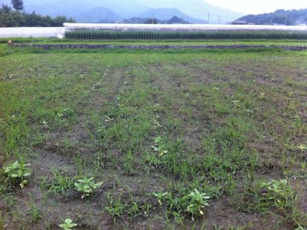 2012　ひまわり畑　関西　名所　和歌山