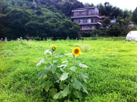 2012 ひまわり畑 和歌山県 奈良県
