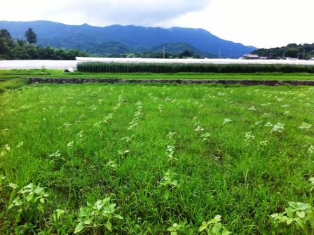 2012　ひまわり畑　関西　名所　和歌山