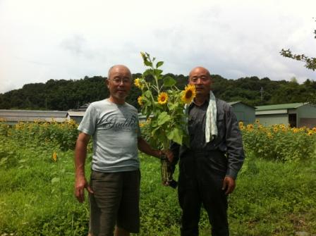 2012 ひまわり畑 和歌山県 奈良県 一番のお客様