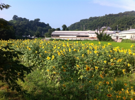 2012 ひまわり畑 満開 落合川 飛び越え石 関西 近畿