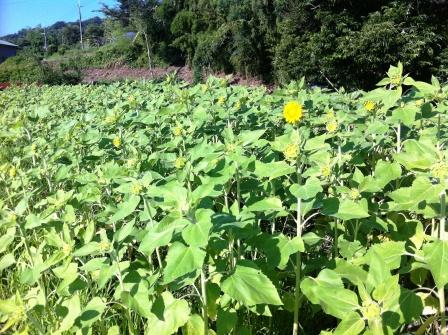 ひまわり畑はもうすぐ満開です。 和歌山県 橋本市 奈良県 五條市