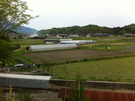 耕したひまわり畑 和歌山県 橋本市 奈良県 五條市